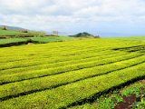tea plantation in Gorreana / čajové plantáže v Gorreaně