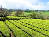 tea plantation in Gorreana / čajové plantáže v Gorreaně