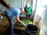 tea factory in Gorreana / výrobna čaje v Gorreaně