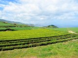 tea plantation in Gorreana / čajové plantáže v Gorreaně