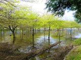 Lagoa das Furnas