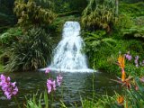 botanical garden near Nordeste / botanická zahrada u Nordeste