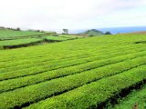 tea plantation in Gorreana / čajové plantáže v Gorreaně