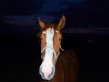 horse in Poelkapelle / kůň v Poelkapelle