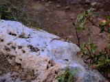 archeological site in Paphos