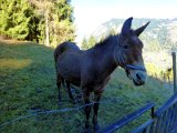 Valais